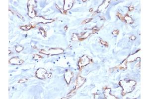 Formalin-fixed, paraffin-embedded human tonsil stained with CD34 Mouse Monoclonal Antibody (QBEnd/10). (CD34 antibody)