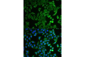 Immunofluorescence analysis of HeLa cells using NPRL2 antibody (ABIN5973470). (NPRL2 antibody)