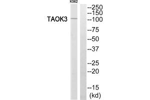 Western blot analysis of extracts from K562 cells, using TAOK3 antibody. (TAO Kinase 3 antibody  (Internal Region))