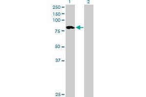 Western Blot analysis of ALOXE3 expression in transfected 293T cell line by ALOXE3 MaxPab polyclonal antibody. (ALOXE3 antibody  (AA 1-711))