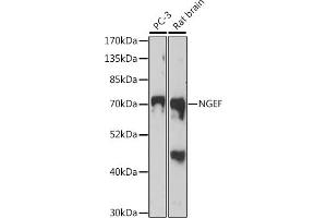 Western blot analysis of extracts of various cell lines, using NGEF antibody (ABIN7268882) at 1:1000 dilution.