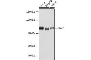 Western blot analysis of extracts of various cell lines, using PI Rabbit mAb (ABIN7269622) at 1:1000 dilution. (PIAS1 antibody)