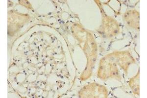 Immunohistochemistry of paraffin-embedded human kidney tissue using ABIN7159891 at dilution of 1:100 (TIMM1 (AA 1-90) antibody)