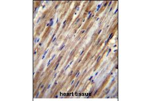 F2RL2 Antibody (N-term) (ABIN656222 and ABIN2845538) immunohistochemistry analysis in formalin fixed and paraffin embedded human heart tissue followed by peroxidase conjugation of the secondary antibody and DAB staining. (F2RL2 antibody  (N-Term))