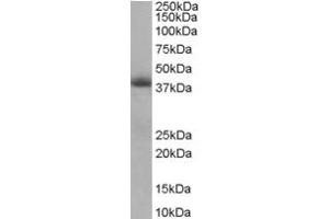 Western Blotting (WB) image for anti-Translocase of Inner Mitochondrial Membrane 50 Homolog (TIMM50) (AA 396-409) antibody (ABIN297778) (TIMM50 antibody  (AA 396-409))