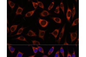 Immunofluorescence analysis of L929 cells using CTNNA3 Polyclonal Antibody at dilution of 1:100. (CTNNA3 antibody)
