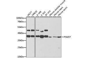 Western blot analysis of extracts of various cell lines, using PSMD7 antibody (ABIN1876544) at 1:1000 dilution. (PSMD7 antibody)