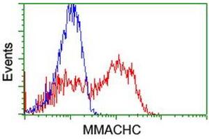 HEK293T cells transfected with either RC223846 overexpress plasmid (Red) or empty vector control plasmid (Blue) were immunostained by anti-MMACHC antibody (ABIN2455591), and then analyzed by flow cytometry. (MMACHC antibody)