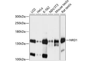 Western blot analysis of extracts of various cell lines, using NRD1 antibody  at 1:1000 dilution.