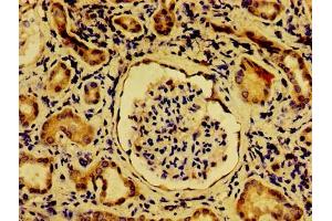 Immunohistochemistry of paraffin-embedded human kidney tissue using ABIN7162040 at dilution of 1:100 (NME6 antibody  (AA 1-186))