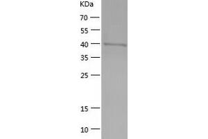 Western Blotting (WB) image for Endonuclease VIII-Like 1 (NEIL1) (AA 1-390) protein (His tag) (ABIN7122773) (NEIL1 Protein (AA 1-390) (His tag))