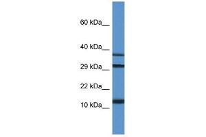 Western Blot showing Ubl3 antibody used at a concentration of 1. (UBL3 antibody  (C-Term))