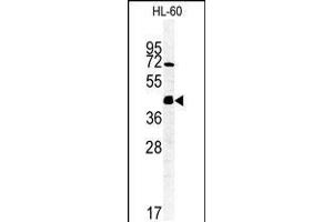 Western blot analysis of FKBPL Antibody in HL-60 cell line lysates (35ug/lane) (FKBPL antibody  (C-Term))