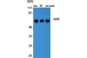 Western Blot (WB) analysis of specific cells using HSP60 Polyclonal Antibody. (HSPD1 antibody  (C-Term))