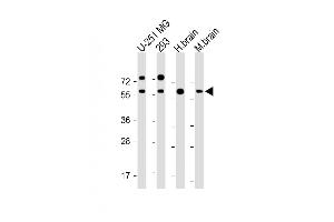All lanes : Anti-RGMB Antibody at 1:2000 dilution Lane 1: U-251 MG whole cell lysate Lane 2: 293 whole cell lysate Lane 3: Human brain lysate Lane 4: Mouse brain lysate Lysates/proteins at 20 μg per lane. (RGMB antibody)