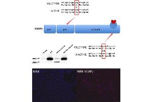 Generation of MMP-7 overexpressing cell lines. (MMP7 antibody  (C-Term))