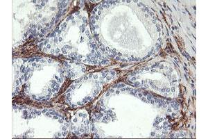 Image no. 3 for anti-Glutamyl Aminopeptidase (Aminopeptidase A) (ENPEP) antibody (ABIN1498029) (ENPEP antibody)