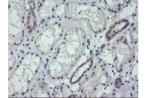 Image no. 2 for anti-Ring Finger Protein 39 (RNF39) antibody (ABIN1500723) (RNF39 antibody)