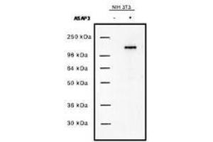 Image no. 1 for anti-ArfGAP with SH3 Domain, Ankyrin Repeat and PH Domain 3 (ASAP3) antibody (ABIN292730)