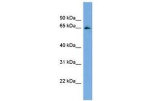 Image no. 1 for anti-F-Box and Leucine-Rich Repeat Protein 5 (FBXL5) (AA 557-606) antibody (ABIN6744735) (FBXL5 antibody  (AA 557-606))