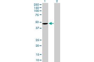 Western Blot analysis of WNT5B expression in transfected 293T cell line by WNT5B MaxPab polyclonal antibody. (WNT5B antibody  (AA 1-359))