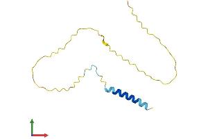 AlphaFold protein structure predicition of Human Recombinant C11orf71 Protein, UniprotID Q6IPW1