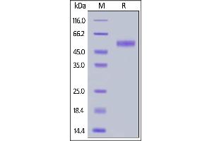 SDS-PAGE (SDS) image for Sialic Acid Binding Ig-Like Lectin 8 (SIGLEC8) (AA 17-363) protein (His tag) (ABIN6938866)