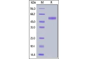 Human Siglec-8, His Tag on  under reducing (R) condition. (SIGLEC8 Protein (AA 17-363) (His tag))