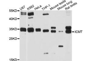 Western blot analysis of extract of various cells, using ICMT antibody. (ICMT antibody)