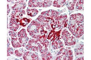 Anti-DCI / ECI1 antibody IHC staining of human pancreas. (DCI antibody  (AA 275-302))