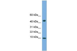WB Suggested Anti-USMG5 Antibody Titration:  0. (USMG5 antibody  (N-Term))