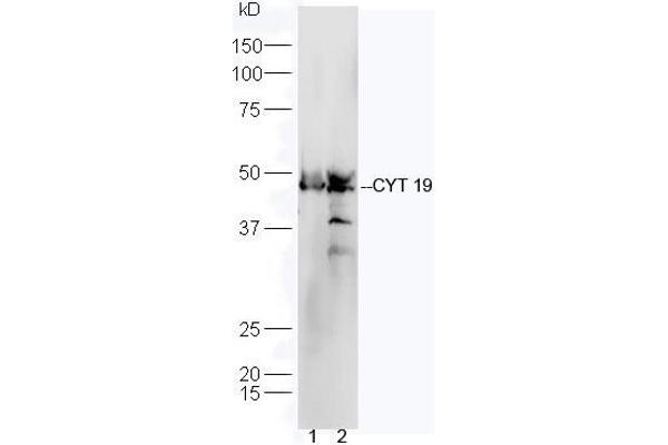 AS3MT antibody  (AA 21-120)