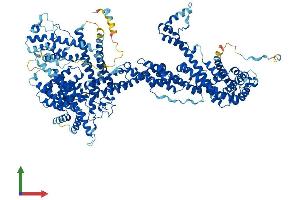 Protein Structure (PS) image for Cytoplasmic FMR1 Interacting Protein 2 (CYFIP2) (AA 1-1253) protein (His tag) (ABIN7563833)