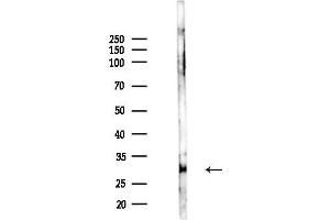 anti-HLA Class II DO alpha (HLA-DOA) (N-Term) antibody