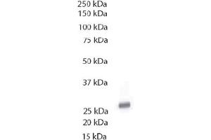 Western Blotting (WB) image for anti-Toll Interacting Protein (TOLLIP) antibody (ABIN371662) (TOLLIP antibody)