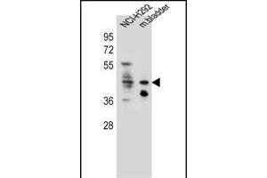 GHSR Antibody (C-term) (ABIN655816 and ABIN2845240) western blot analysis in NCI- cell line and mouse bladder tissue lysates (35 μg/lane). (GHSR antibody  (C-Term))