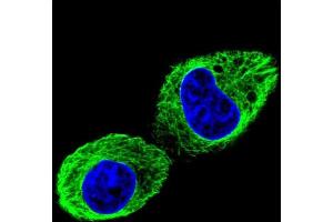 Confocal immunofluorescent analysis of TUBB2B Antibody (N-term) with HepG2 cell followed by Alexa Fluor 488-conjugated goat anti-rabbit lgG (green). (TUBB2B antibody  (N-Term))