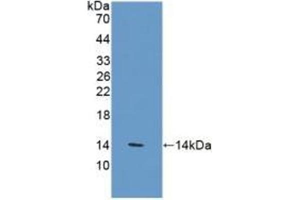 VNN1 antibody  (AA 389-497)