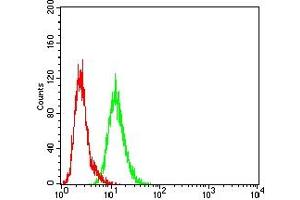 Flow cytometric analysis of Hela cells using FSHR mouse mAb (green) and negative control (red). (FSHR antibody  (AA 18-366))
