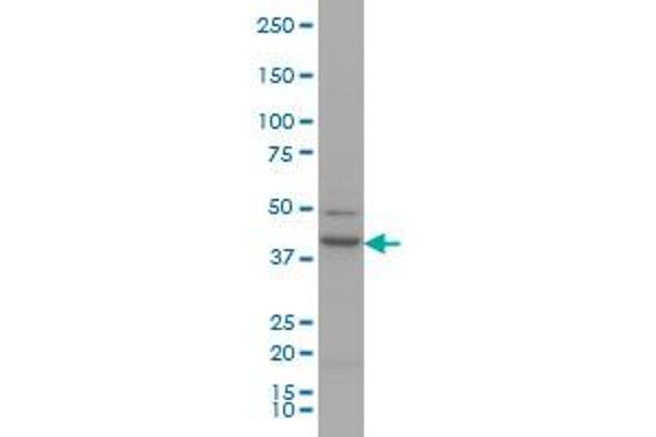 RUNX1 antibody  (AA 210-310)