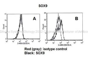Researcher: Dr. (SOX9 antibody  (C-Term))