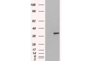 Image no. 2 for anti-GRB2-Related Adaptor Protein 2 (GRAP2) (C-Term) antibody (ABIN374093) (GRAP2 antibody  (C-Term))