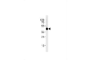 IRF2BP2 antibody  (AA 238-260)