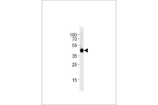 IRF2BP2 antibody  (AA 238-260)