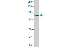 VIL1 MaxPab polyclonal antibody. (Villin 1 antibody  (AA 1-421))