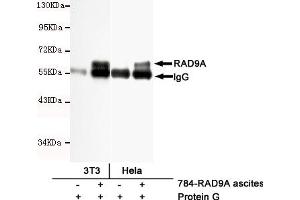 Immunoprecipitation analysis of Hela and 3T3 cell lysates using RAD9A mouse mAb. (RAD9A antibody)