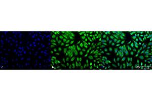 Immunocytochemistry/Immunofluorescence analysis using Rabbit Anti-PDI Polyclonal Antibody . (P4HB antibody  (AA 409-509) (PerCP))