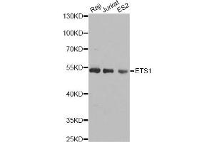 Western blot analysis of extracts of various cell lines, using ETS1 antibody (ABIN5970774) at 1/1000 dilution. (ETS1 antibody)