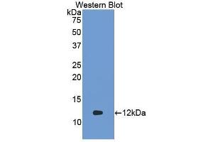 Western Blotting (WB) image for anti-Cytochrome C, Somatic (CYCS) (AA 13-99) antibody (ABIN1858584) (Cytochrome C antibody  (AA 13-99))