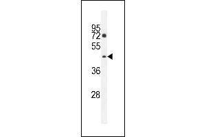 D2 Antibody (C-term) (ABIN655413 and ABIN2844958) western blot analysis in K562 cell line lysates (35 μg/lane). (PM20D2 antibody  (C-Term))